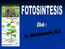 Fistum-3 Fotosintesis