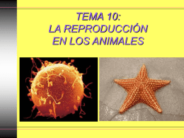 TEMA 16: LA REPRODUCCIÓN EN LOS ANIMALES