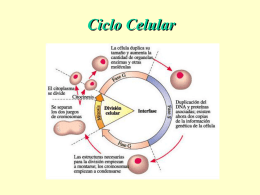 ciclo_celular_mitosis