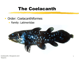 The Coelacanth