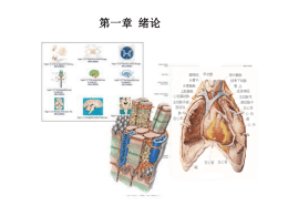 《人体解剖生理学》第一章_总论