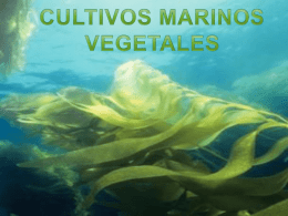 Cultivo marino vegetal - Blog Grado Ciencias del Mar