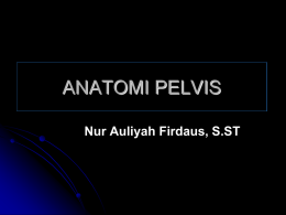 8. pelvis - Nur Auliyah Firdaus, S.ST