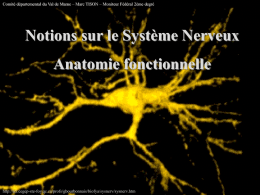 Notions sur le système nerveux