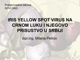 IRIS YELLOW SPOT virus na crnom luku i njegovo