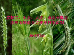 06-小麦大麦燕麦和黑麦的形态特征观察及及大麦亚种的识别