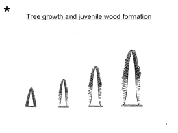 (7) Juvenile wood - Wood Anatomy and Identification