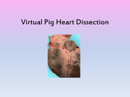 Virtual Pig Heart Dissection