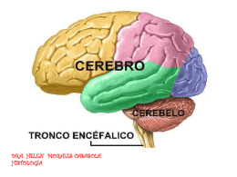 9 clase, cerebro y embriologia