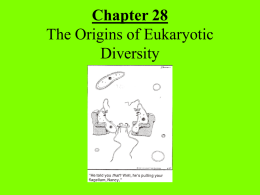 Chapter 28 The Origins of Eukaryotic Diversity