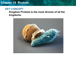 Chapter 19 Protists