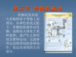 骨骼肌的分类