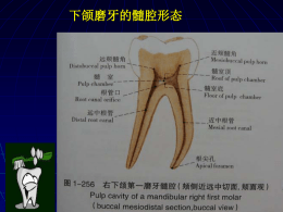 下颌磨牙的髓腔形态
