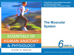 Physiology of Muscle Part 2