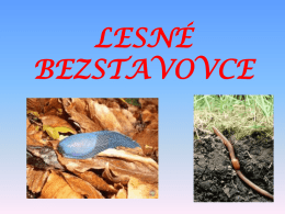 Lesne_bezstavovce_