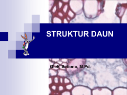 daun_struktur