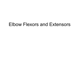 Elbow Anatomy and Injuries