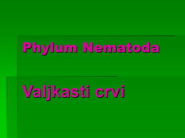 phylumnematoda