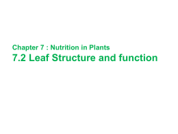 Chapter 7 : Nutrition in Plants 7.2 Leaf Structure and function