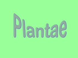 Plantae - WordPress.com