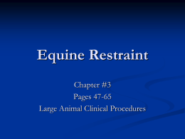 Equine Restraint - Dr. Brahmbhatt`s Class Handouts