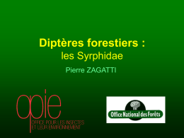 Diptères forestiers