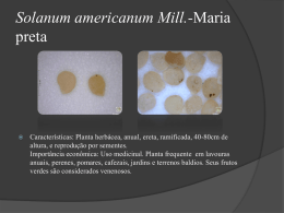 Solanum-americanum-Mill-Maria-preta