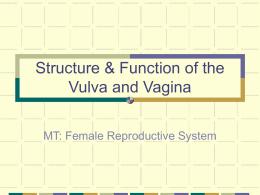 Structure & Function of the Vulva and Vagina