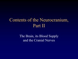Contents of Neurocranium II