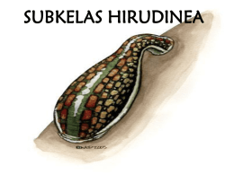 4-Hirudinae