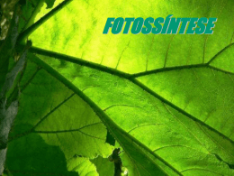 fotossíntese - WordPress.com