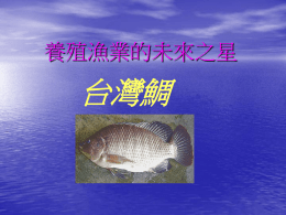 台灣鯛的介紹