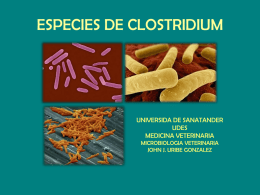 Clostridium - WordPress.com