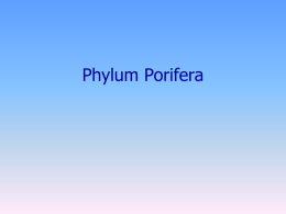 Phylum: Porifera “The sponges”