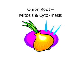 Onion Root