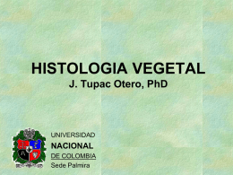 histologia vegetal - Docentes - Universidad Nacional de Colombia