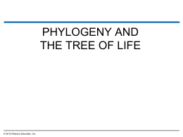 15.16 Shared characters are used to construct phylogenetic trees