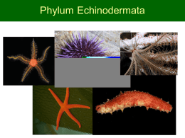 Phylum Echinodermata T-O ภาคต้น 2557