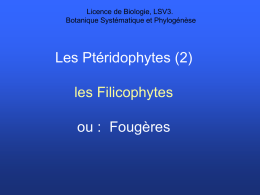 Les Pt&eacute;ridophytes (2)