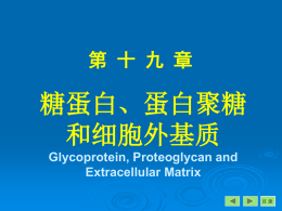 糖蛋白、蛋白聚糖和细胞外基质Glycoprotein, proteoglycan and