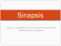 Sinapsis