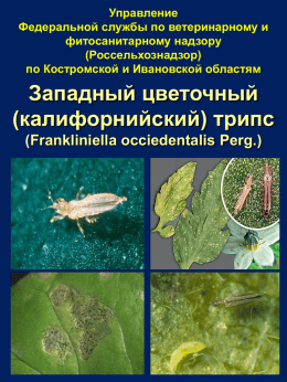 Frankliniella occiedentalis Perg.
