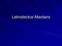 Latrodectus mactans.