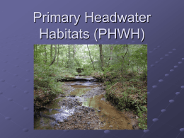 Primary Headwater Habitats