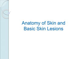 Anatomy of Skin