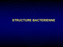 principales formes bacteriennes
