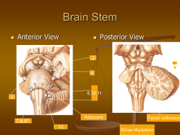 Brain stem,Medulla,pons ,midbrain