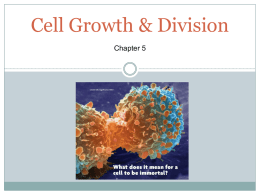 The Cell Cycle