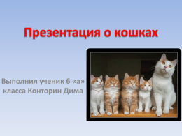 Презентация о кошках.