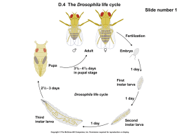 Drosophila Life Cycle (fig D4)